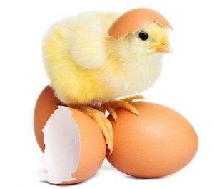 colesterolul din oua